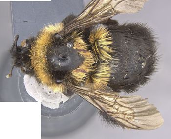 Media type: image;   Entomology 15282 Aspect: habitus dorsal view